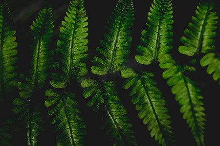 绿叶质感摄影照片_深色背景下热带蕨叶的特写