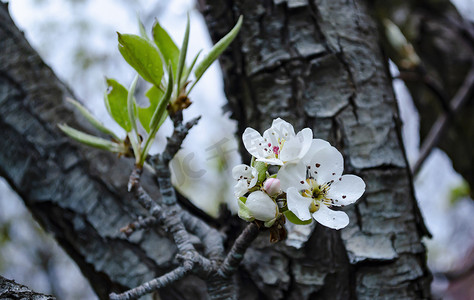 带雨滴的开花苹果树。户外自然的清新春天背景。春天盛开的花朵的柔焦图像。对于农业概念