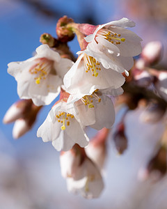 富士摄影照片_富士樱桃、樱桃