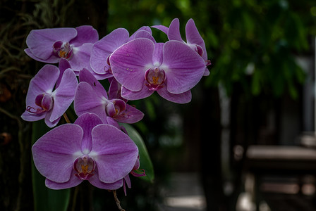 紫色兰花或地面兰花在自然模糊的颗粒状背景上的美丽花朵。