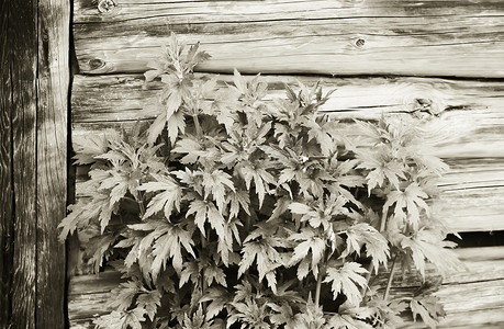 木科摄影照片_木墙背景上的益母草丛