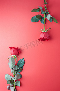 心粉摄影照片_情人节的玫瑰