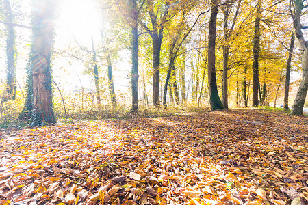 秋天的公园景观：五颜六色的树叶和积极的气氛