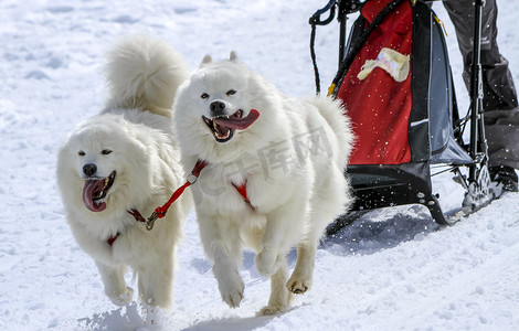 在速度赛跑中拉雪橇的萨摩耶犬，瑞士莫斯