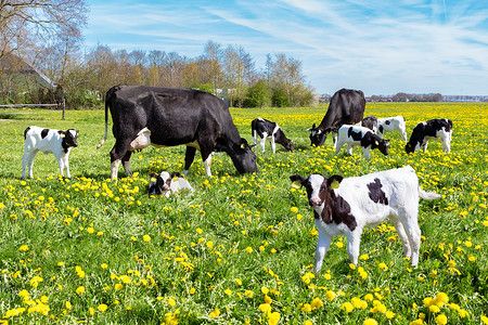 黑白动物摄影照片_满是蒲公英的草地，还有吃草的奶牛和小牛
