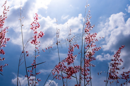 明亮的阳光下的新生红宝石草花和蓝天蓬松的云彩