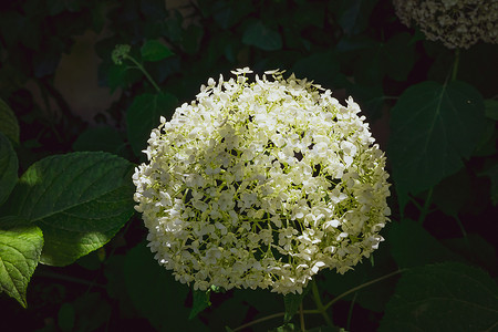 一株灿烂的白色八仙花属植物的特写镜头有它的特征花的。