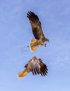 吉林省摄影照片_2 只成年红尾鹰在明亮的蓝天飞向太阳