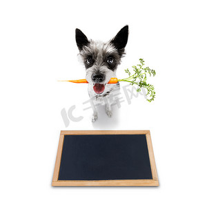 狗嘴里含着健康的纯素胡萝卜