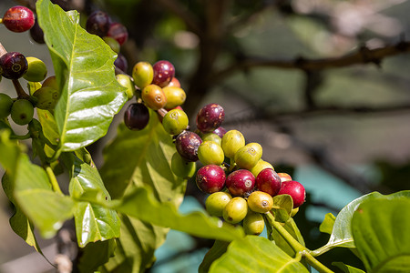 泰国北部树上成熟的阿拉比卡咖啡豆