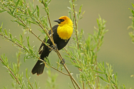 雄性黄头黑鸫 (Xanthocephalus xanthocephalus)