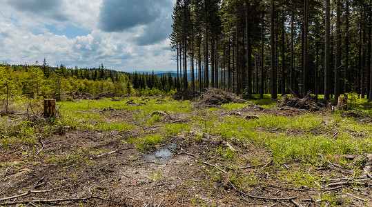 Rudawy Janowickie 山区树木被砍伐的小林间空地