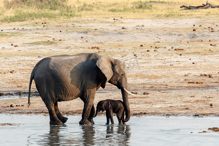 非洲大象和小象在水坑喝水