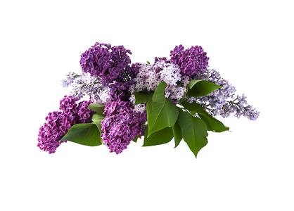 与紫色丁香花的春天花卉背景。