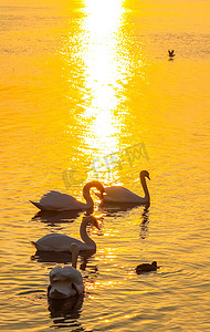 黑色和灰色摄影照片_日落时河面上美丽的天鹅和鸭子
