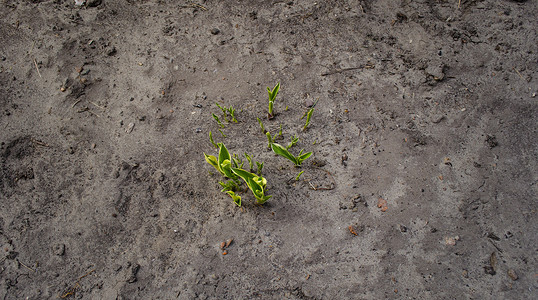 嫩芽生长在死气沉沉的灰色土壤上。