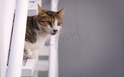 年轻的混种猫，从高处观察周围的环境。