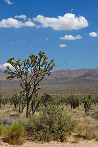 莫哈韦沙漠 - 南加州