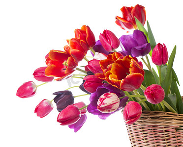 一束春色郁金香，粉色、红色的美丽花朵被隔离