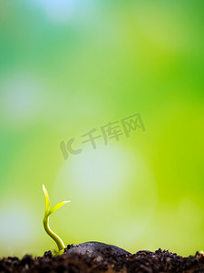 绿色小清新叶子摄影照片_清新新生活，自然界中幼苗的叶子