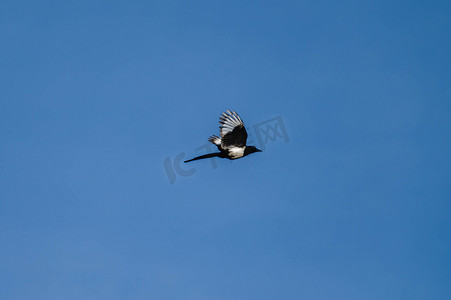 飞翔喜鹊摄影照片_挥发性喜鹊在天空中自由飞翔