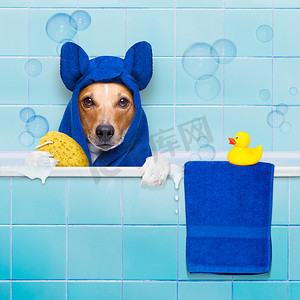 狗洗澡摄影照片_洗澡的狗