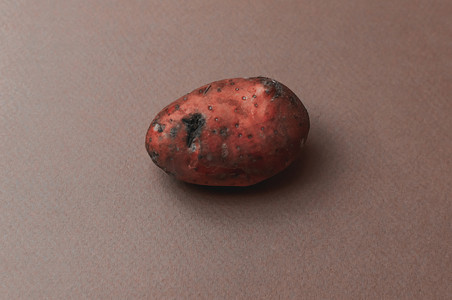 怪异丑陋的变种人的有机红土豆因昆虫叮咬而呈锯齿状，在黑色背景下变酸变黑。
