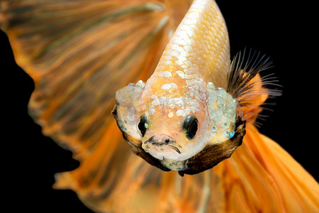 关闭 Betta 鱼的艺术运动，孤立在黑色背景上的暹罗斗鱼。美术设计理念。