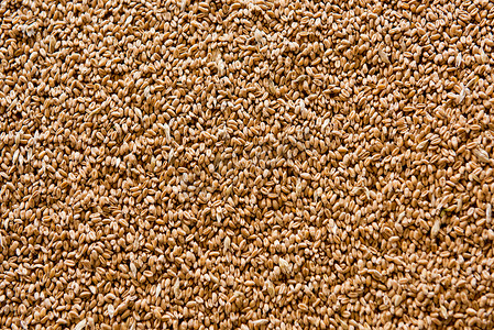 精制小麦粒。质地，背景。