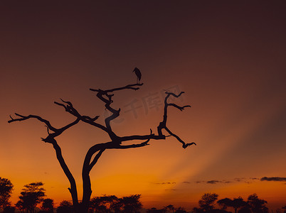 早上遛鸟摄影照片_日出在塞伦盖蒂国家公园坦桑尼亚，树的剪影，鸟在上面