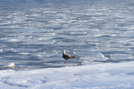 与一只海鸥的海景在海的结冰的表面上