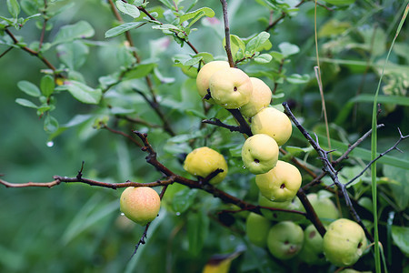 Cidonia 或北方柠檬植物黄色成熟果实。