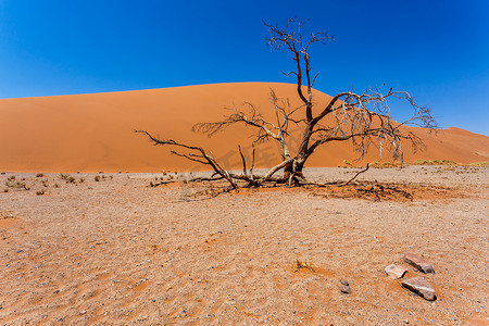 45 号沙丘在 sossusvlei 纳米比亚与死树