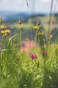 春天远足摄影照片_远足假期概念：春天可爱的鲜花，五颜六色的夏天野花草甸