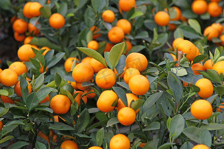 新鲜果实摄影照片_庆祝农历新年的橘子树
