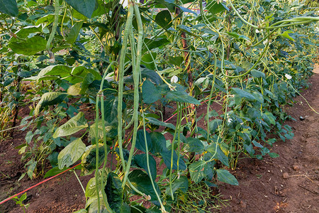吃豆豆人摄影照片_Fresh Yard 长豆豆在花园里