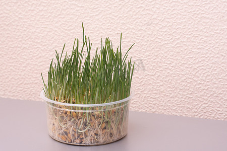 猫用的草长在厨房的塑料罐里。