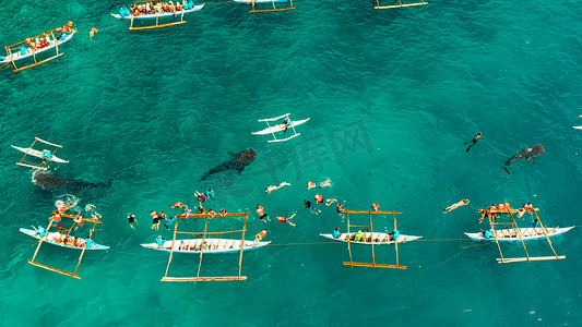Oslob 鲸鲨观赏在菲律宾，宿务岛。