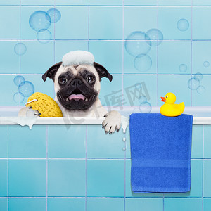 狗洗澡摄影照片_洗澡的狗