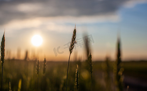 日落时分，一只苍蝇停在麦穗或黑麦穗上。