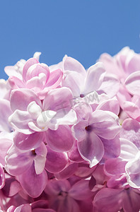 紫色丁香花摄影照片_春天花园蓝天背景下的丁香花枝