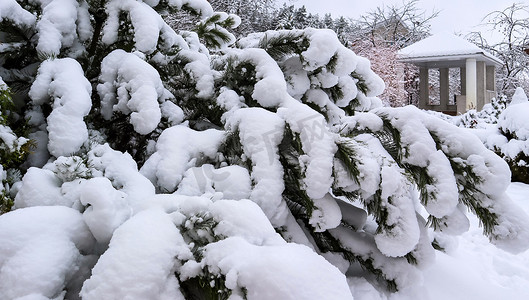 冬季花园里的松树枝上覆盖着一层厚厚的白色蓬松的雪。