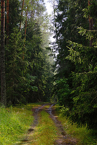 深入开展摄影照片_雨后的林道深入森林。