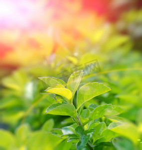 有阳光的绿色茶叶