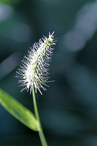 狗尾草，绿色狗尾草，绿色狗尾草