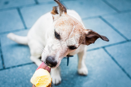 狗暑假舔冰淇淋