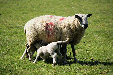 春天的小羊和他们的妈妈