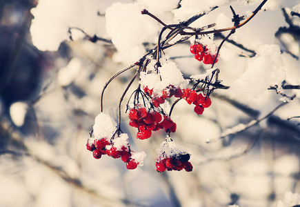 冬季果实摄影照片_冬季户外的荚莲属植物