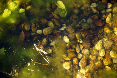 水下藻类摄影照片_池塘里的鹅卵石