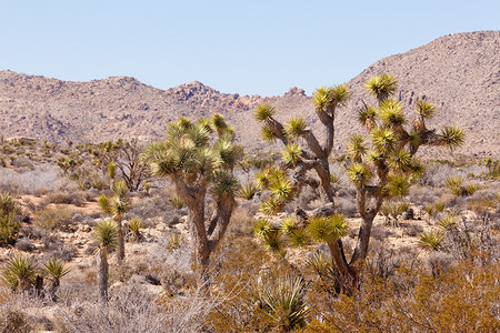 短叶丝兰摄影照片_约书亚树 Yucca brevifolia NP CA US